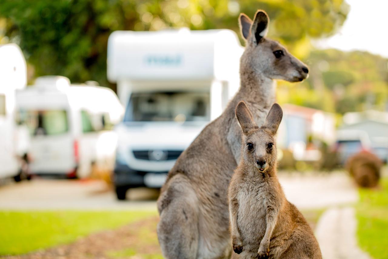 Big4 Anglesea Holiday Park Esterno foto